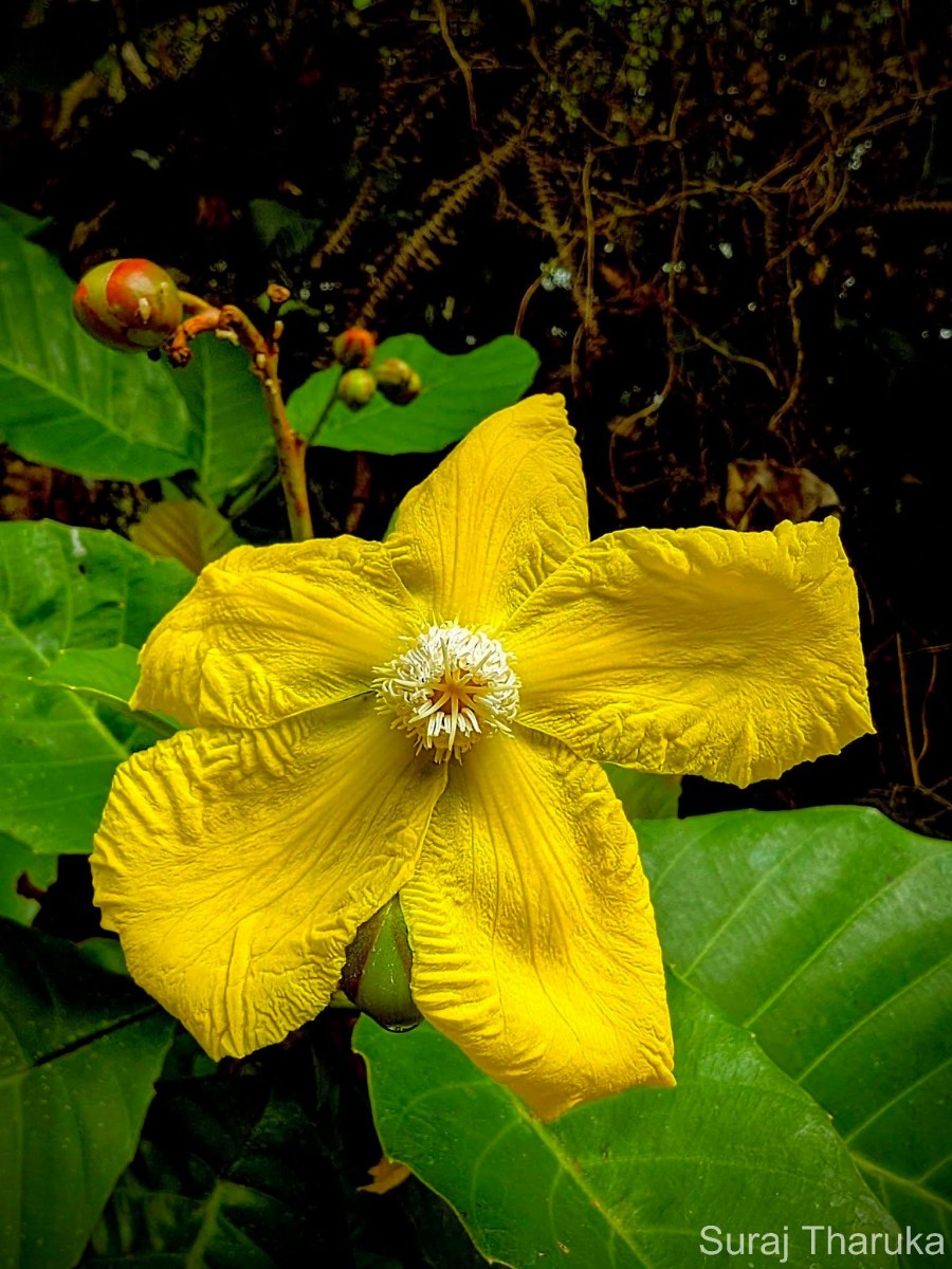 Dillenia suffruticosa (Griff.) Martelli